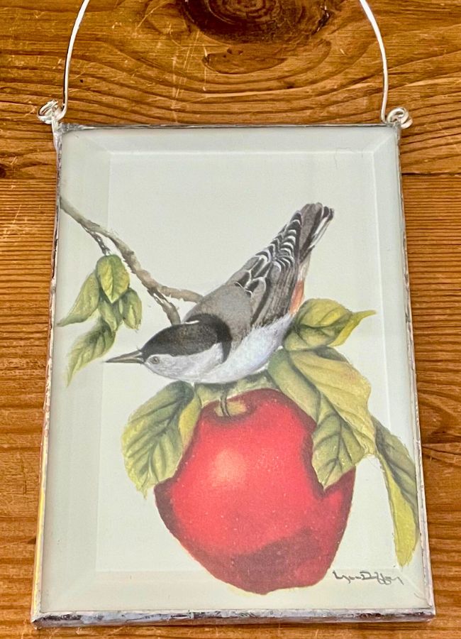 Nut Hatch on Apple Tree 4x6