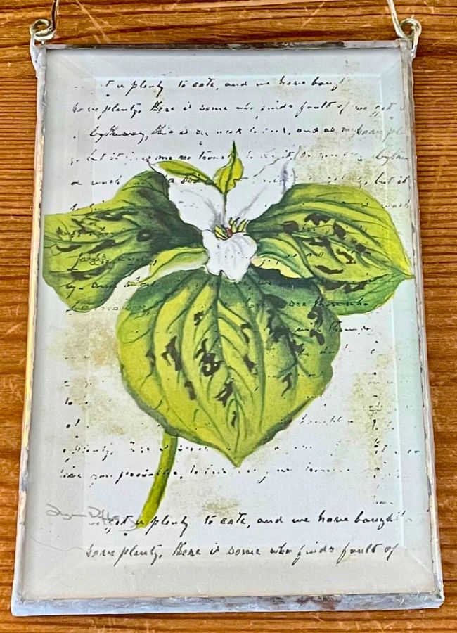 Trillium 4x6
